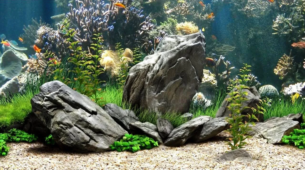 Aquarium cleaning , Installation & Services