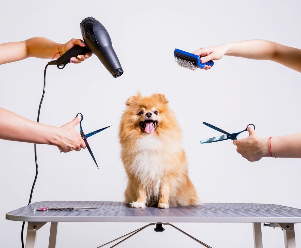 Pet training service