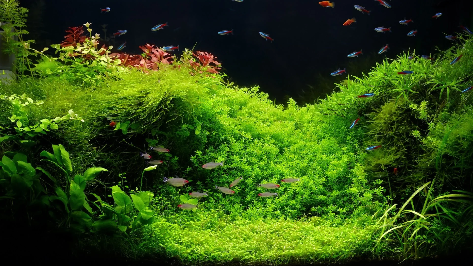 Aquarium Algae Removal