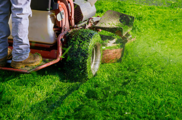 Grass Cutting & Lawn Mowing Service